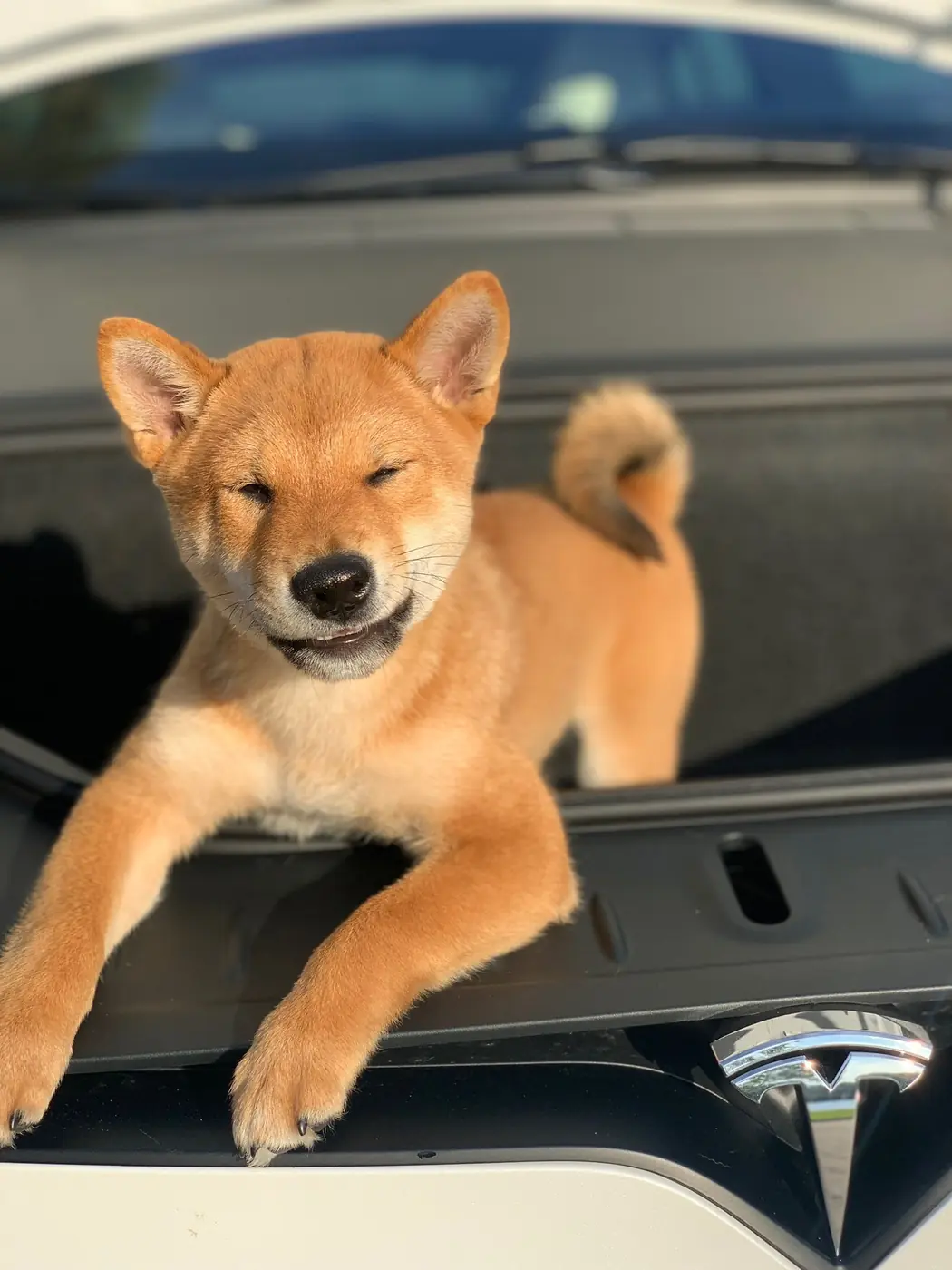 Floki standing in the front trunk of a Tesla